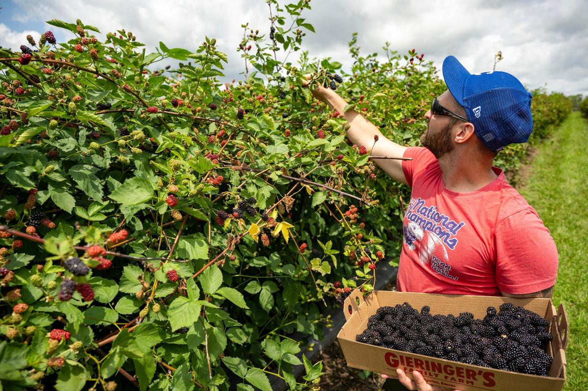 J Ryan Trembley of Lawrence picked approximately 10 pounds of blackberries, filling a flat at Gieringer’s Family Farm, a U-pick Orchard & Berry Farm on Wednesday, June 18, 2025, in Edgerton, Kansas.