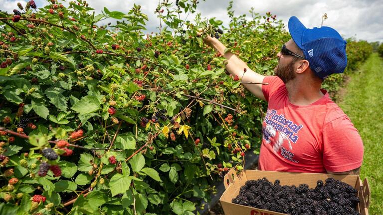 See how summer berry lovers are picking their own at this KC-area farm