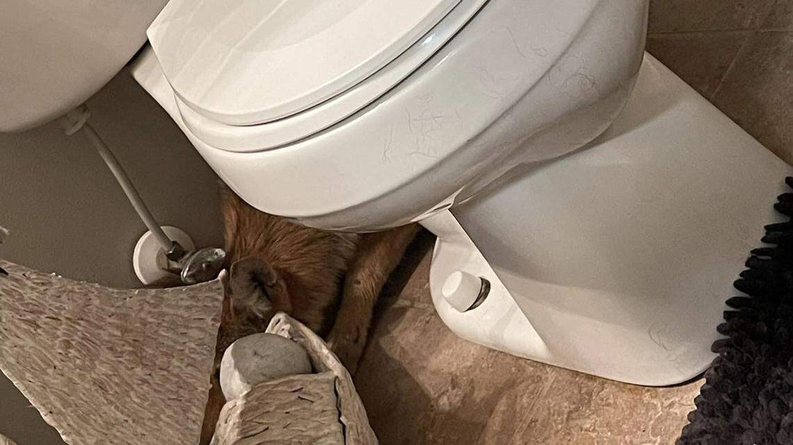 A coyote hides behind a bathroom toilet in Ohio after sneaking inside, police said.