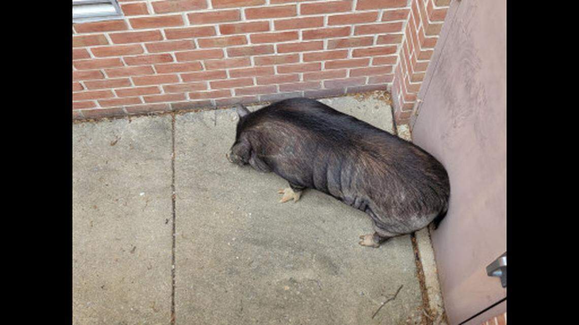 This pig evaded capture for days, police said.