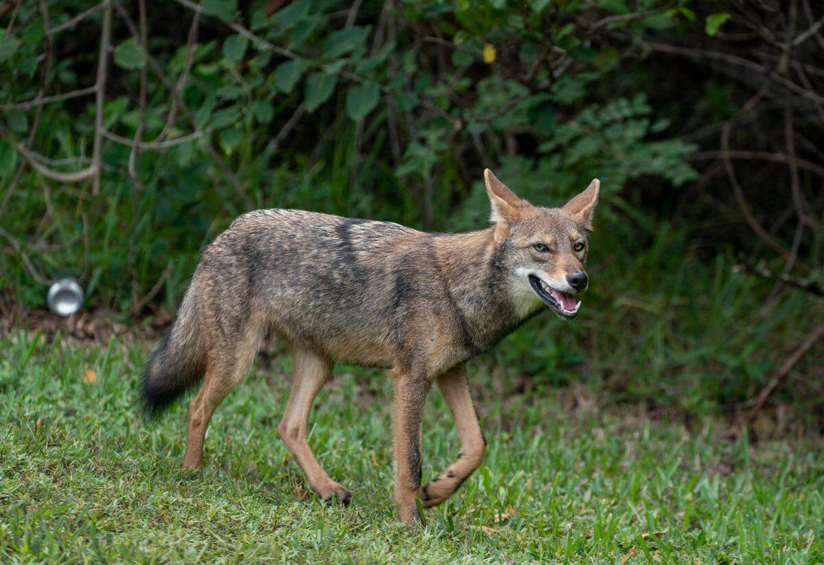 You can report coyote sightings, encounters and attacks to the Florida Fish and Wildlife Conservation Commission by calling 561-625-5122 or the Wildlife Hotline at 888-404-3922.