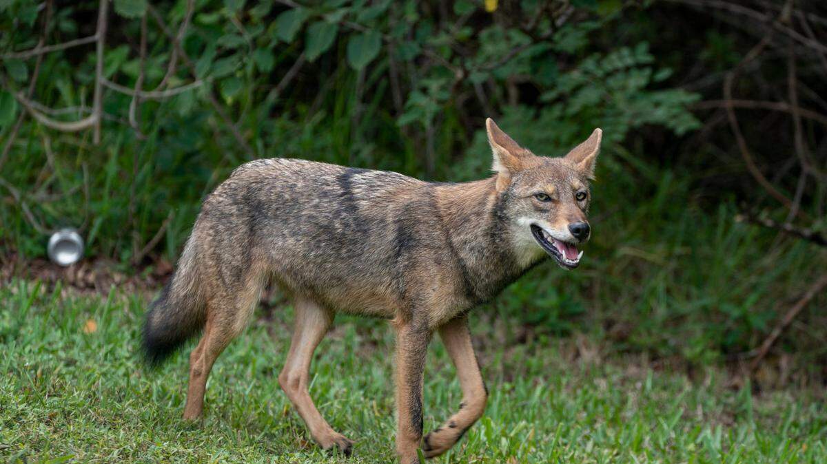 A coyote walks along the grassy shoulder of South Ocean Blvd. near Sloan’s Curve on October 12, 2020 in Palm Beach, Florida.