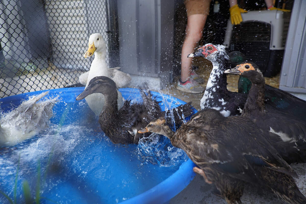Fowl seized from a property in Kansas City’s Historic Northeast neighborhood splash in a pool.