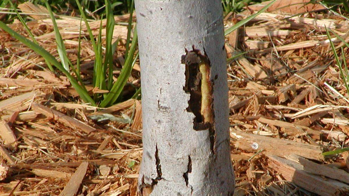 Damage like this on a red maple trunk needs to be assessed before more catastrophic problems occur.