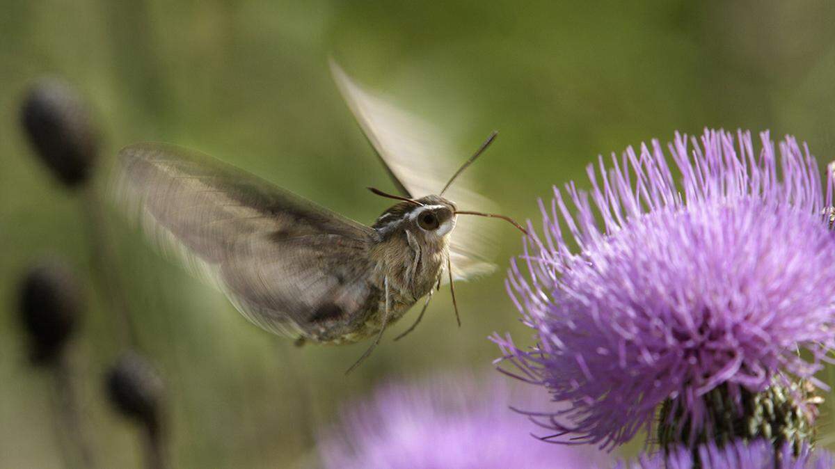 Pollinators such as birds and moths do best when they have flowers and grasses that evolved to grow here.