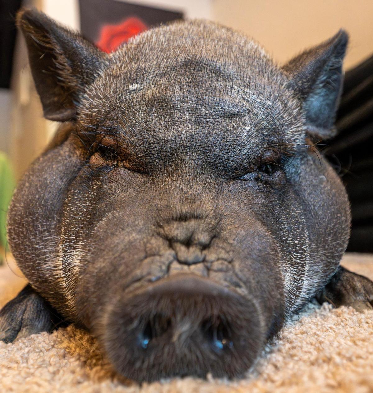 Shera, a pet pig, falls asleep while lounging next to a couch in a downstairs living area at her owners’ home on Tuesday, July 22, 2025, in Shawnee, Kansas.