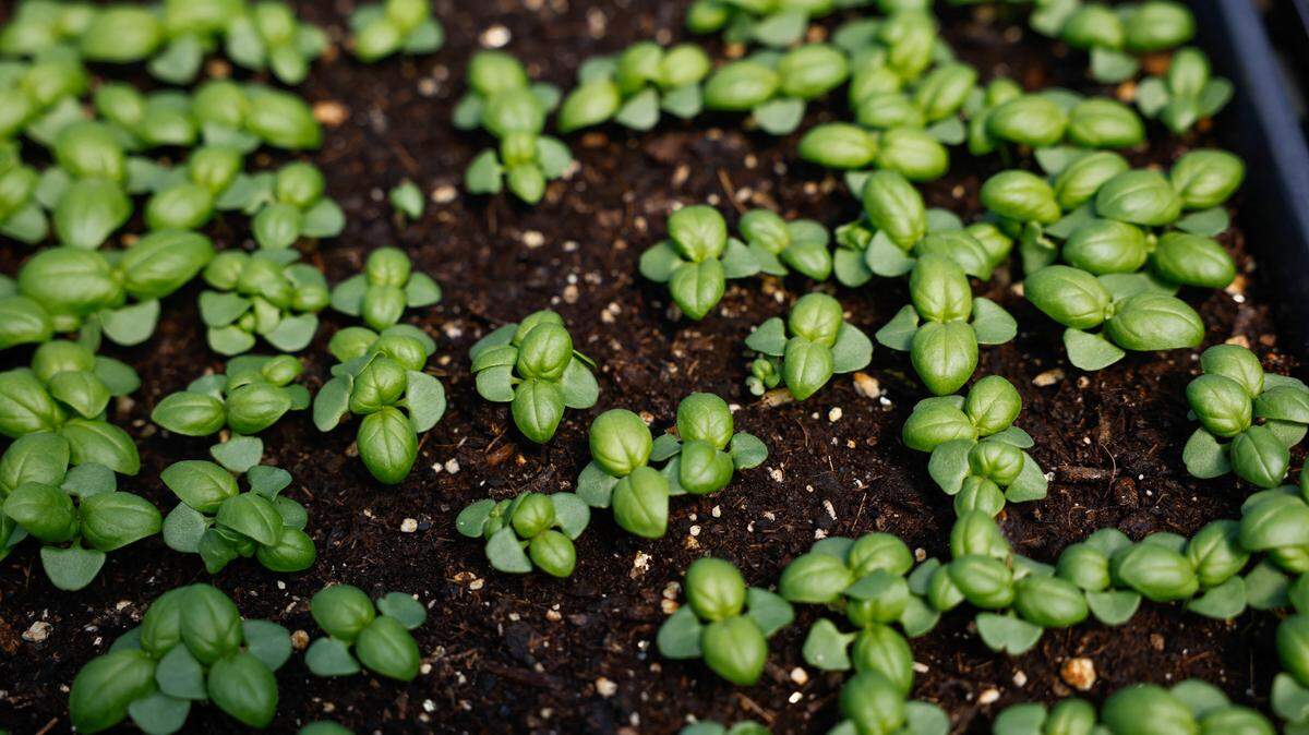 Indoor herb planting beats your spice cabinet for flavor. Here’s what to grow on a sunny windowsill, from basil and chives to rosemary and thyme.