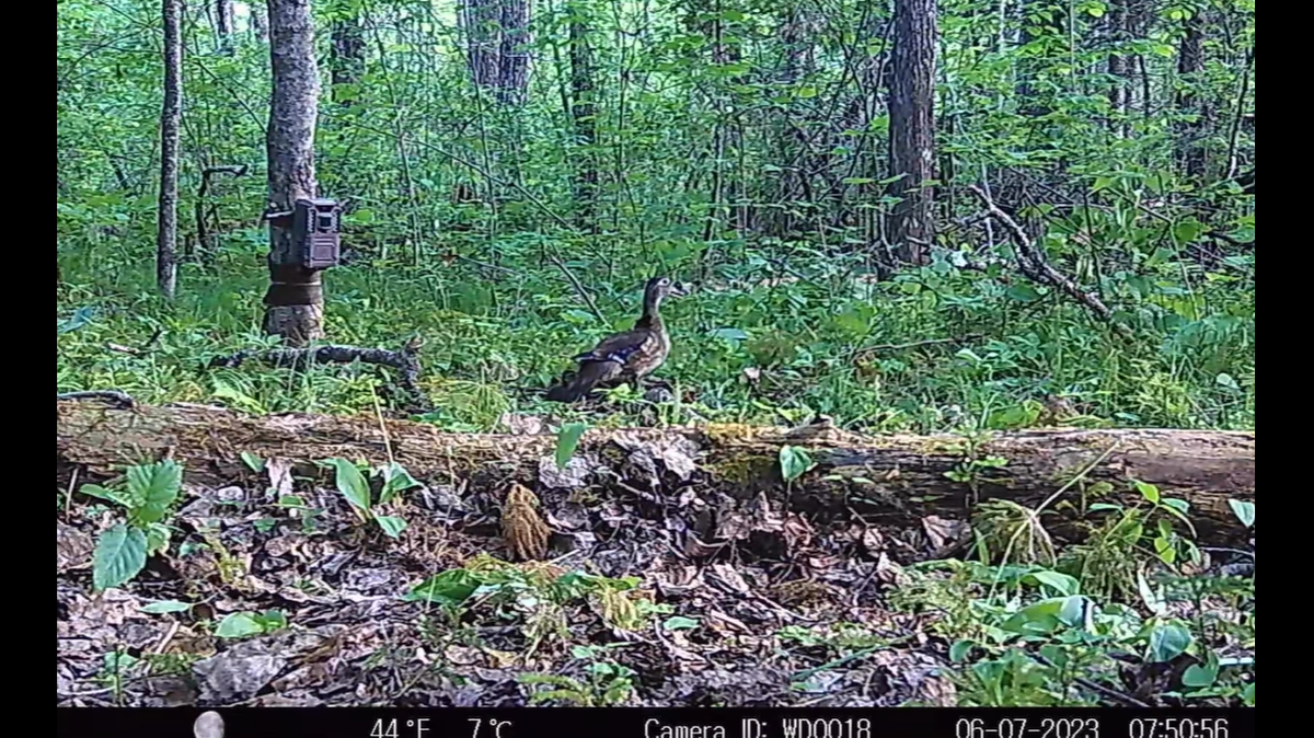 A trail camera captured wood duck ducklings “raining” down onto the forest floor in Minnesota.