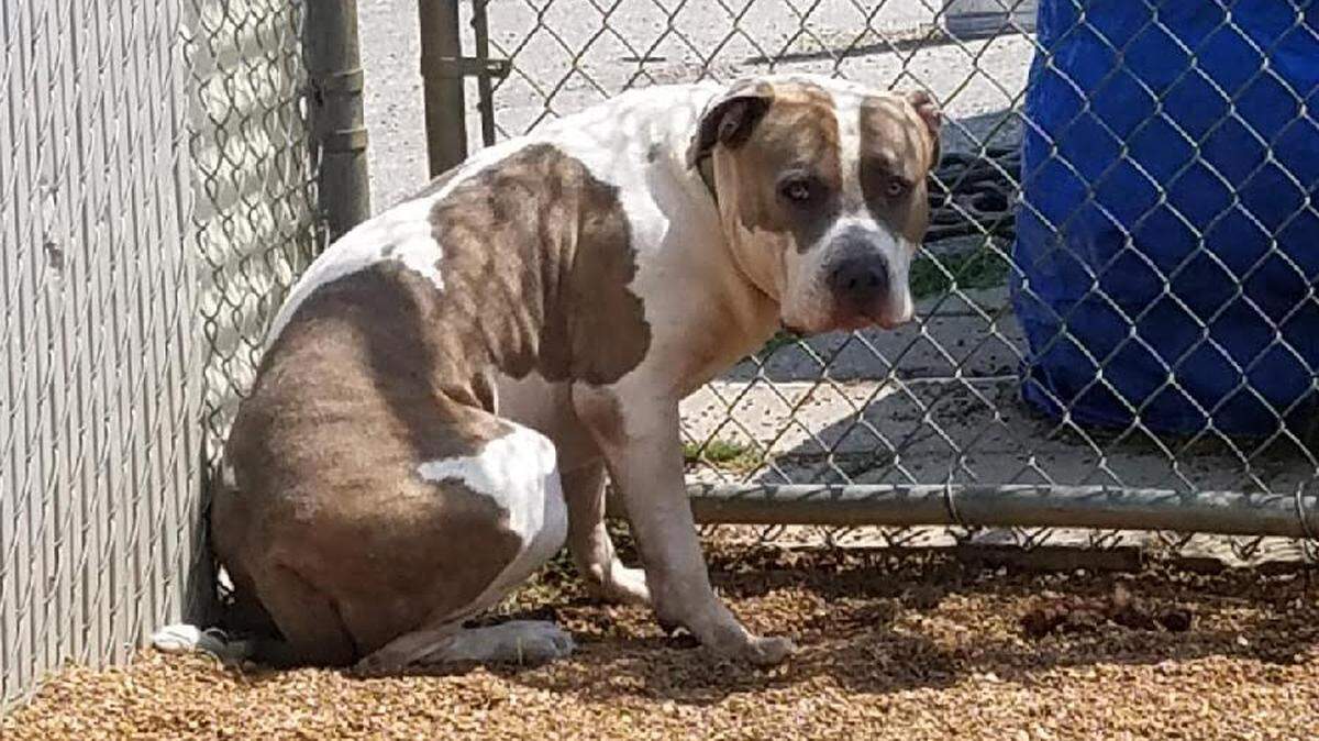 A 100-pound pit bull in suburban St. Louis attacked a 9-year-old girl on a bike. The ice cream man, and a neighbor with a baseball bat, came to her aid. The dog is named Capone.