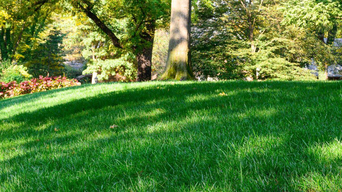 It’s possible that once the heat of summer lets up, your lawn will green up again on its own.