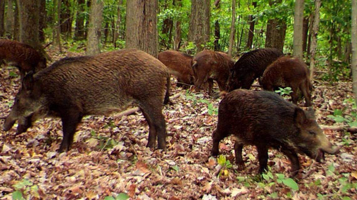 Feral pigs are prolific breeders.