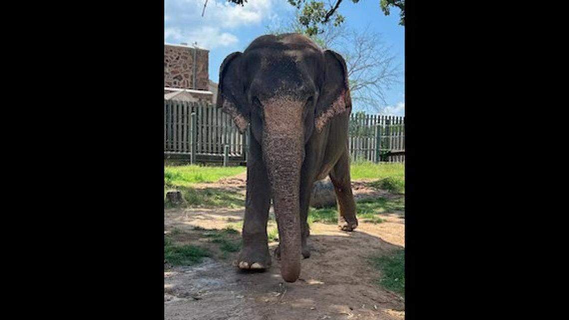 A 56-year-old elephant diagnosed with an “incurable” disease was euthanized at an Arkansas zoo.