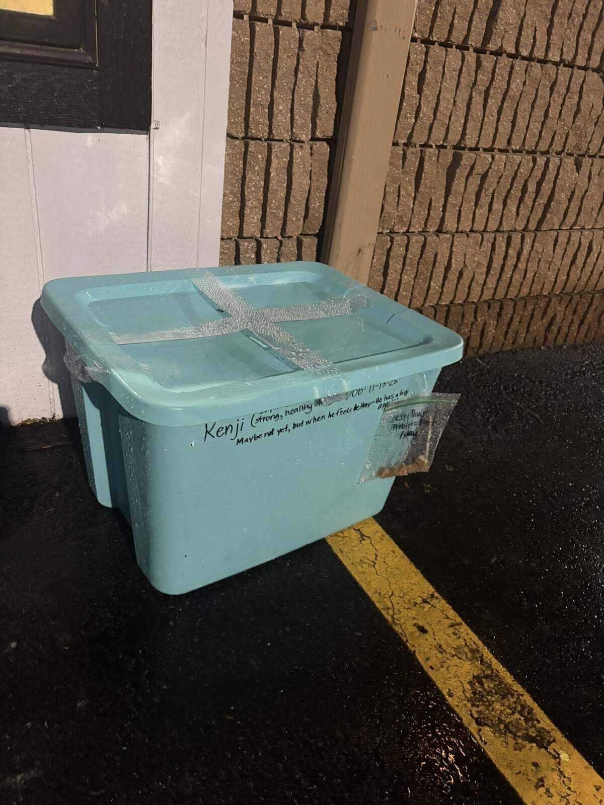 Kenji was found in a plastic tote outside the Bonner Springs Animal Care Center. Two strips of tape covered the top of the tote. Kenji is around four months old.
