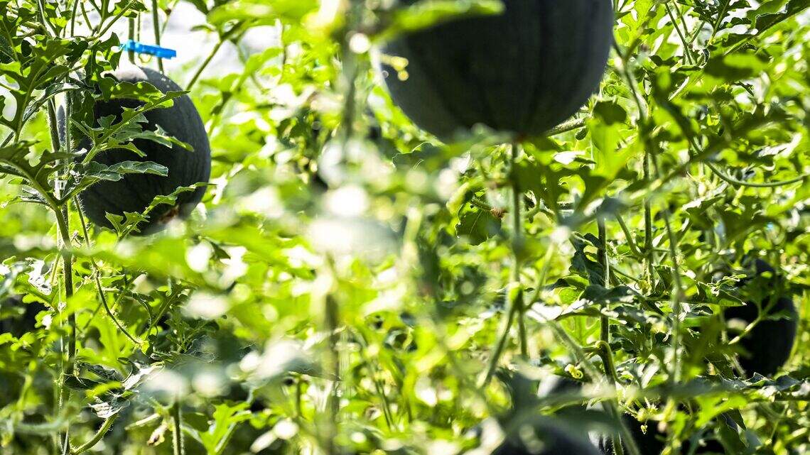 Spring Has Arrived — Pests in Your Garden? These Are the Plants You Need to Get Rid of Fast