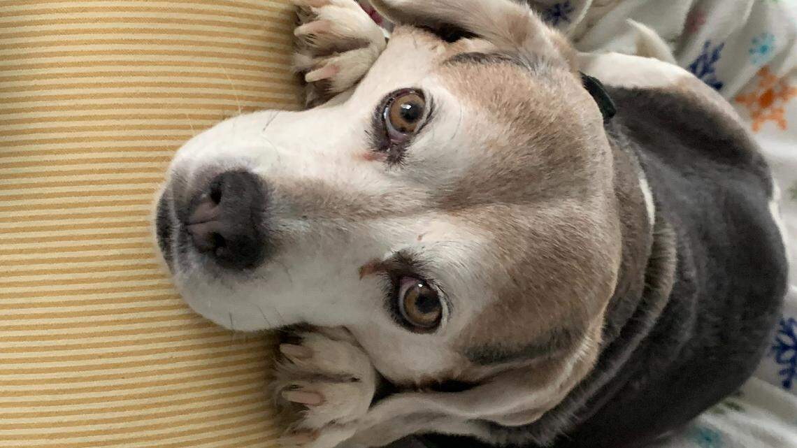 Sherry Kuehl’s dog has one advantage over the rest of her family. Her beagle knows how to listen.