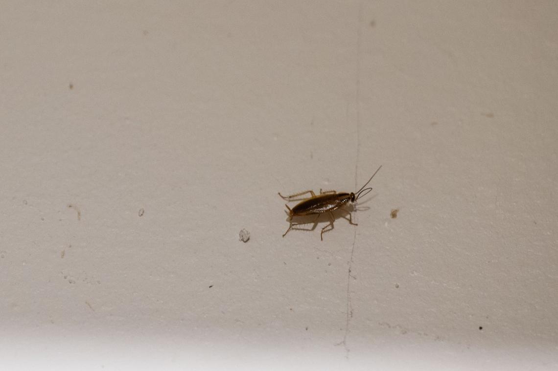 A cockroach crawls on the wall of an apartment wall in Quality Hill Towers in Kansas City, Missouri on Thursday, September 5, 2024. For years, tenants have endured burst pipes, unresolved sewage backup and pest infestations.