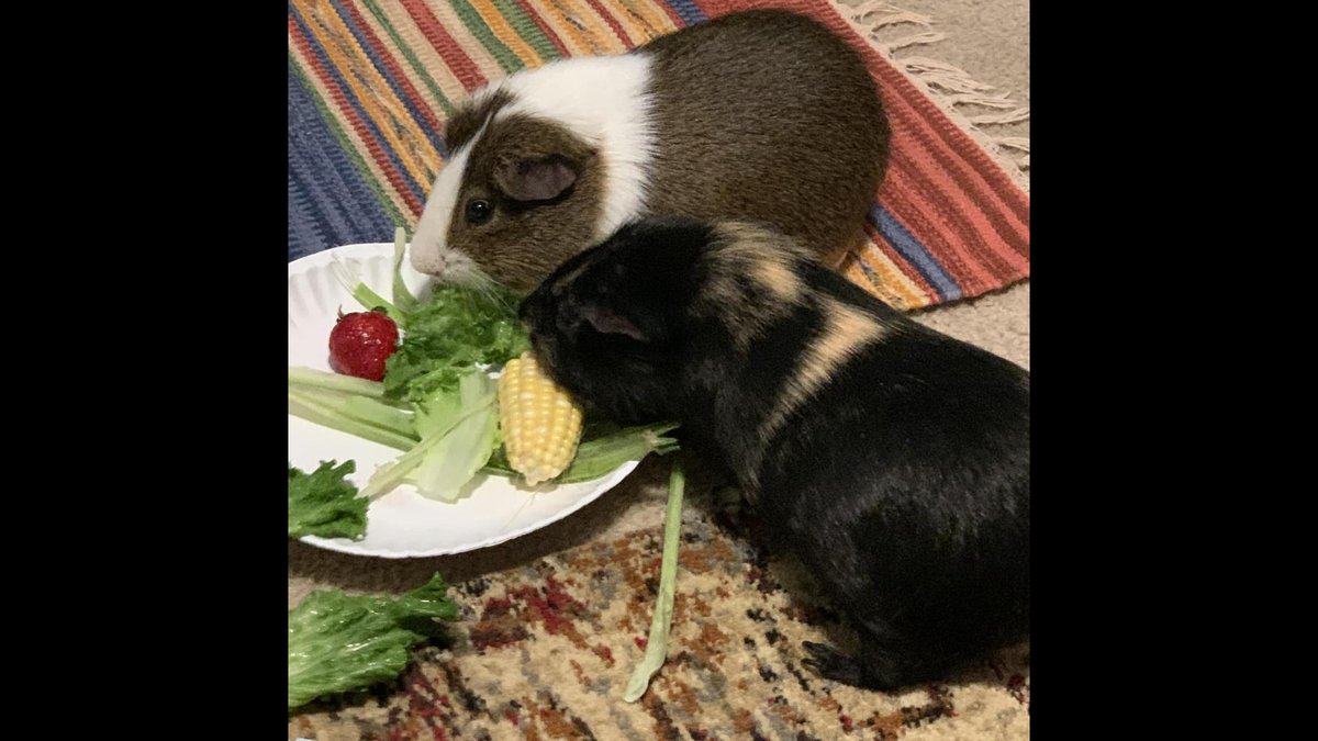 Cuddles and Kisses