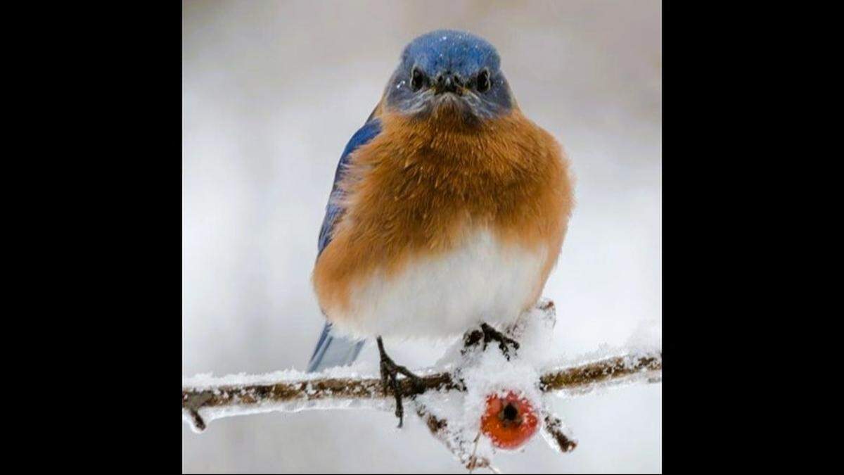 Be kind to your feathered friends this winter by putting out seed. You might even get a glimpse of a bluebird.