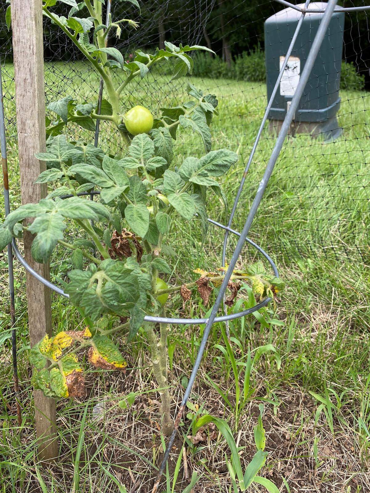 Tomato Septoria leaf spot, common in humid climates, is rough on tomato foliage.