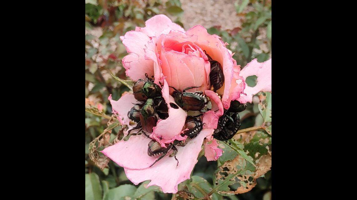 If your roses are suffering from an onslaught of Japanese beetles, it may be time to grab a bucket of soapy water.