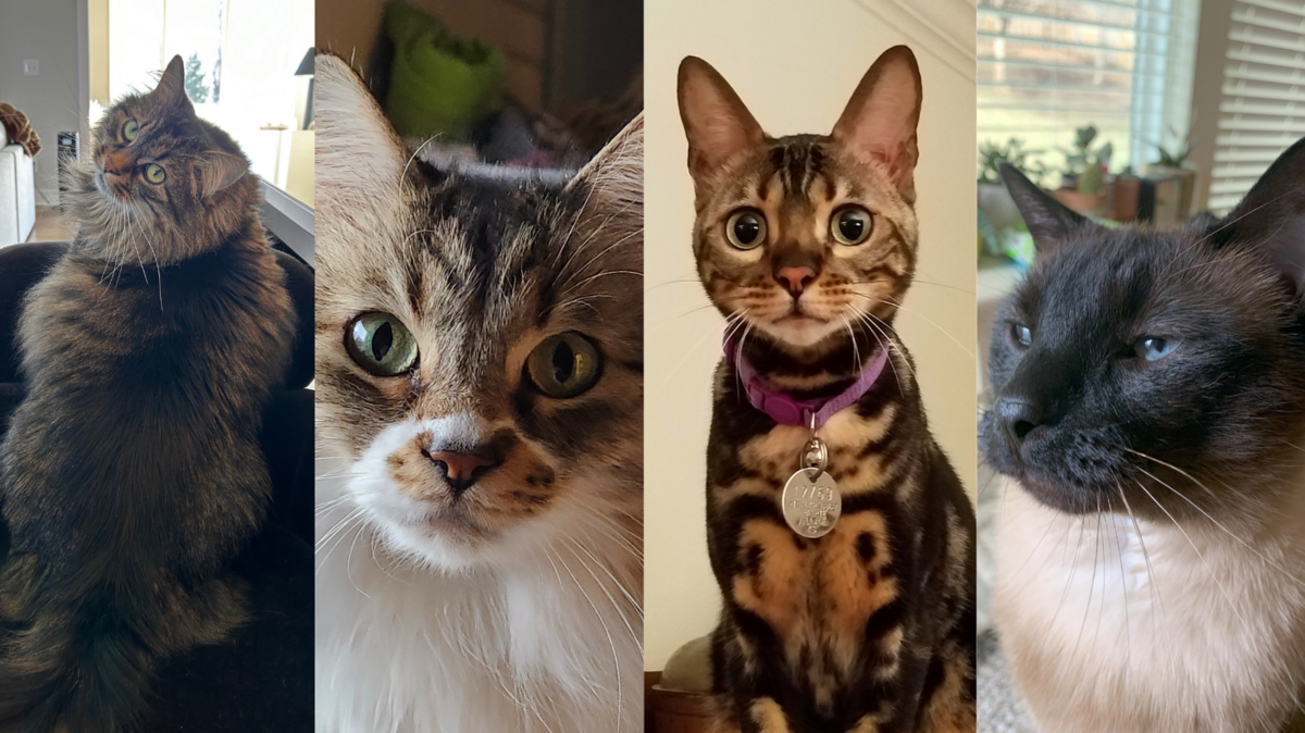 More than 50 cats were submitted for consideration as Kansas City’s cutest cat. Round 1 will narrow the field to 22.