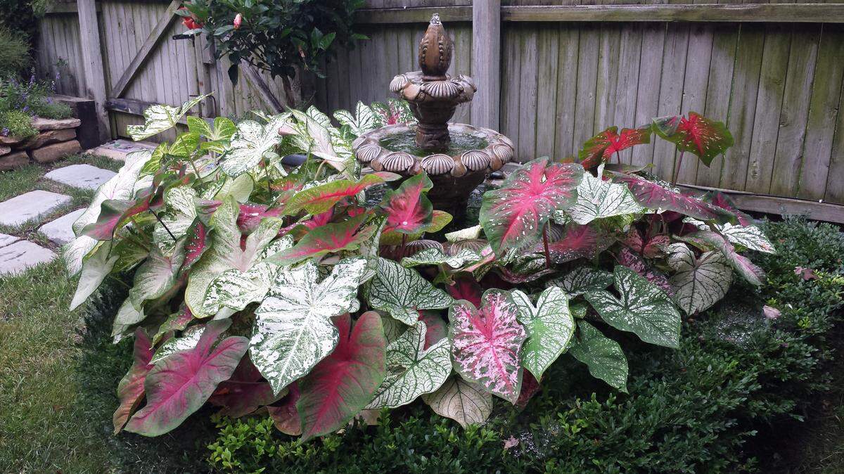 Were your caladiums impressive this year? They won’t survive the winter, so dig up the bulbs now and store properly.