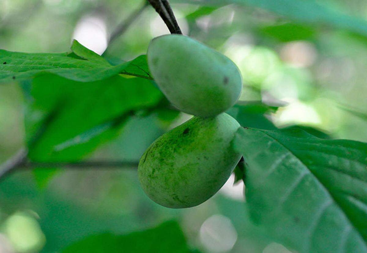 Pawpaw trees like moist soil that drains well, a moderately acidic pH and high organic matter.