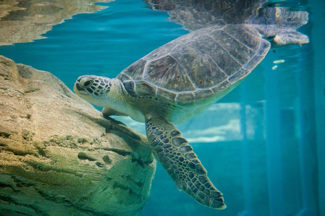 A green sea turtle name Tortellini, which is a species classified as endangered, was trucked from Florida in a van to its new home at the Sobela Ocean Aquarium in Kansas City by zoo staff. The sea turtle was found floating near Spring Hill, Florida, in 2020. It is believed the sea turtle was injured after being hit by a boat. Tortellini has a buoyancy issue that the zoo staff is working to address.