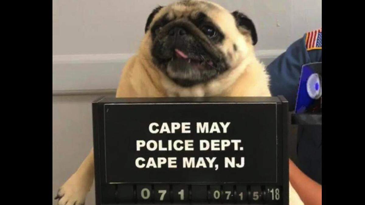 Police in Cape May, New Jersey, found a pug wandering through yards Sunday and decided to have some fun: They posed it for a “pug shot” and posted the photo on Facebook.