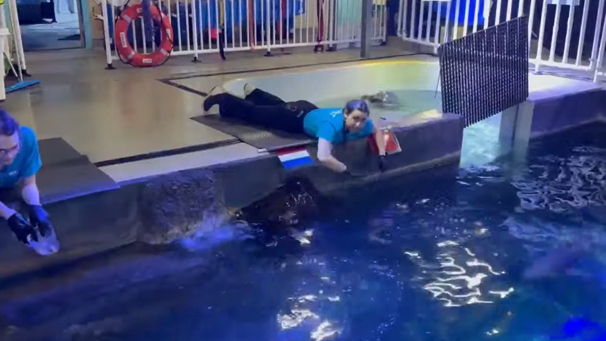 Stubbs the stingray picks the Netherlands as Sea Life’s predicted winner of the KC match on June 25.