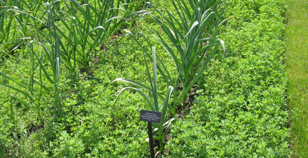 Succession planning can also be taken a step further with intercropping, where two kinds of plants are grown within the same space to have the succession of plants growing alongside one another.