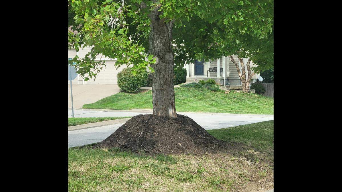 Do you love your trees? Then stop this mulching practice. “Volcano mulching” is sure to lock moisture against the tree, inviting fungal problems, for starters.