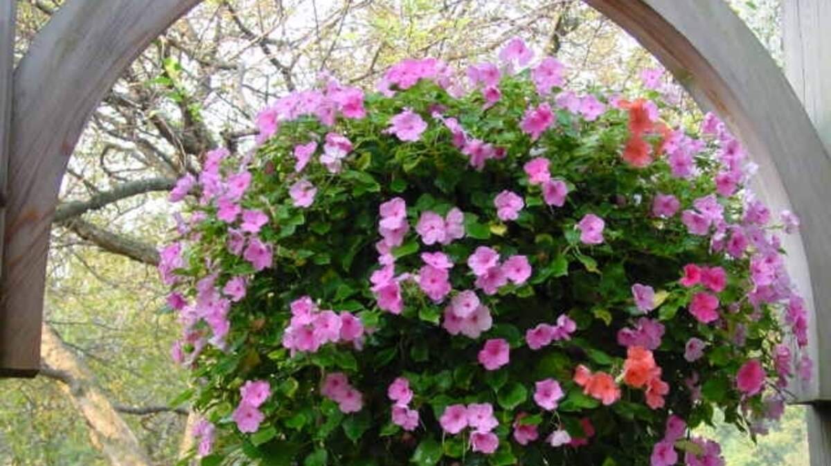 Impatiens in a hanging basket will need a lot of water, and might benefit from a shady spot.