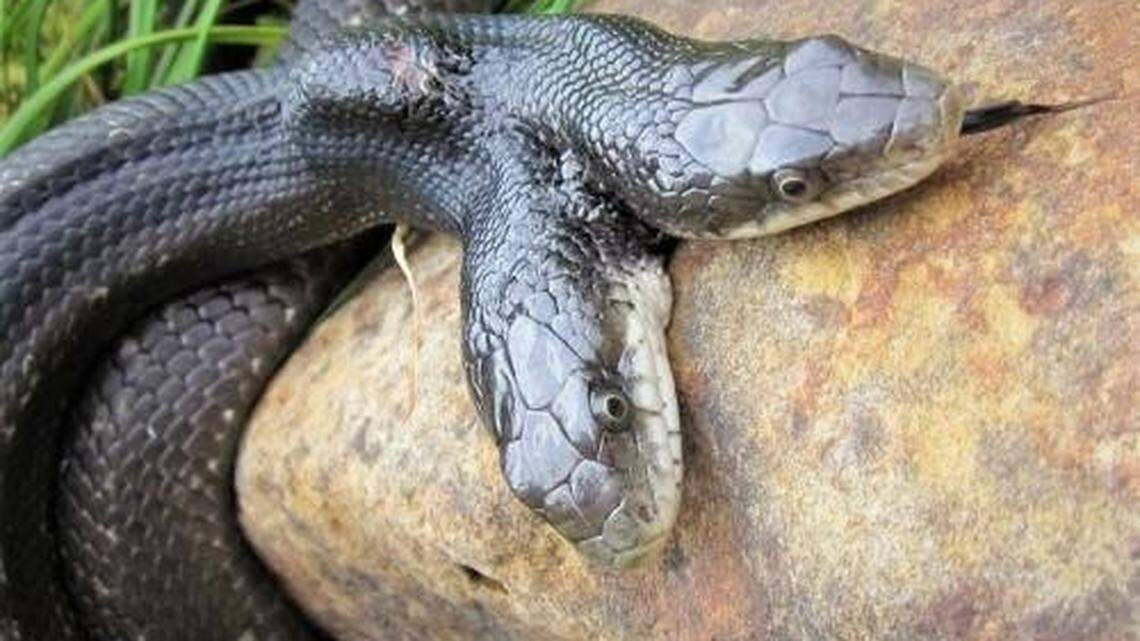 To celebrate this two-headed snake’s 16 years of survival, the Cape Girardeau Nature Center is hosting a “Ssssweet Sssixteen Birthday Party” in her honor.