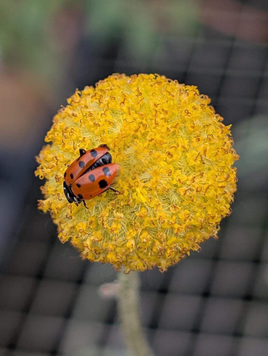 Sometimes the best approach to managing pests in the garden is to do nothing.