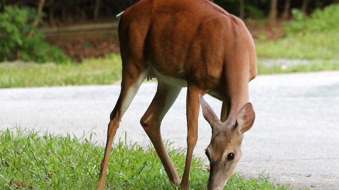 Wearing bright orange can save your life while hunting.