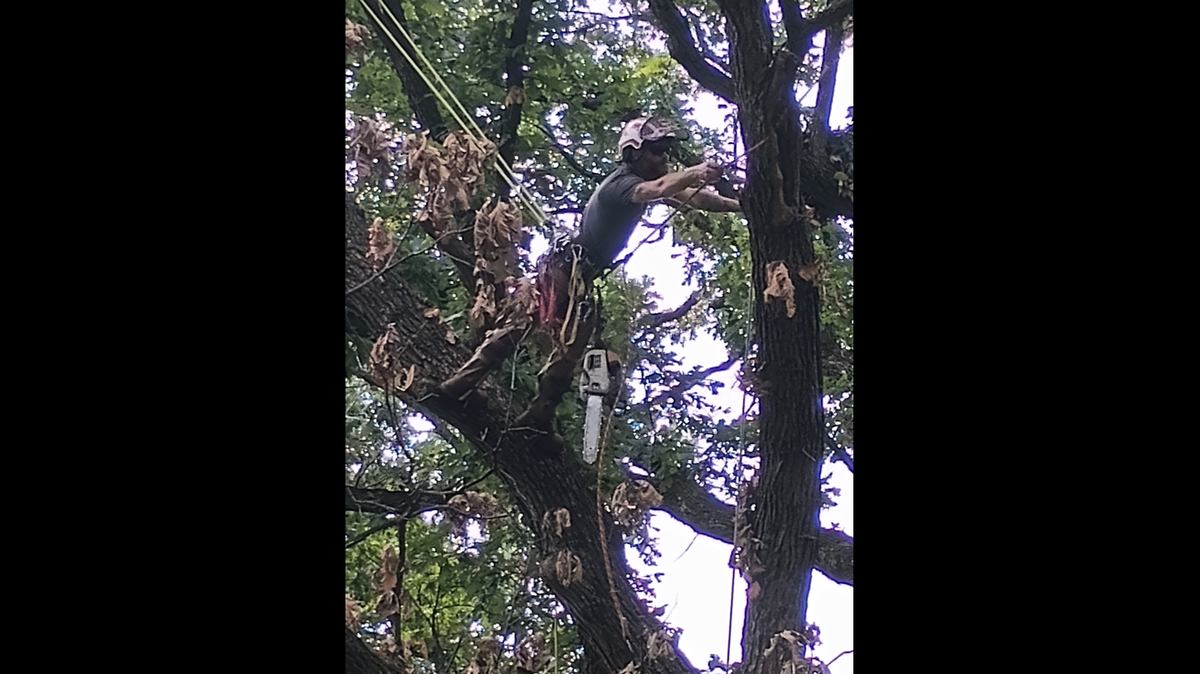 Swinging from branch to branch, the Elite Tree Service yeoman carefully sliced up a huge burr oak in Charles Hammer’s back yard.