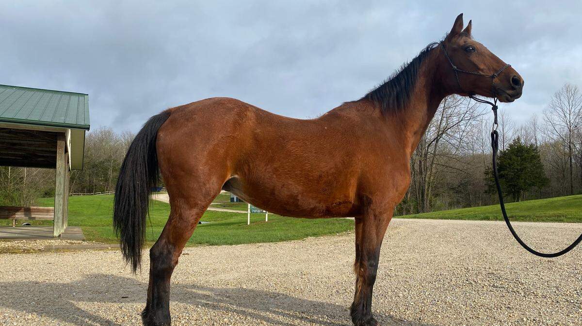Journey, a 21-year-old mare who survived a deadly crash that killed 19 horses in October 2020 in Franklin County, is available for adoption, according to Longmeadow Rescue Ranch.