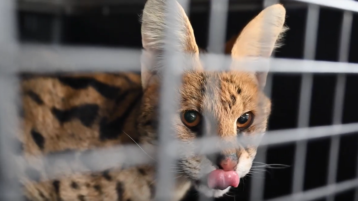 A wildlife rescue group is taking care of a wild African serval cat captured by a farmer in Missouri.