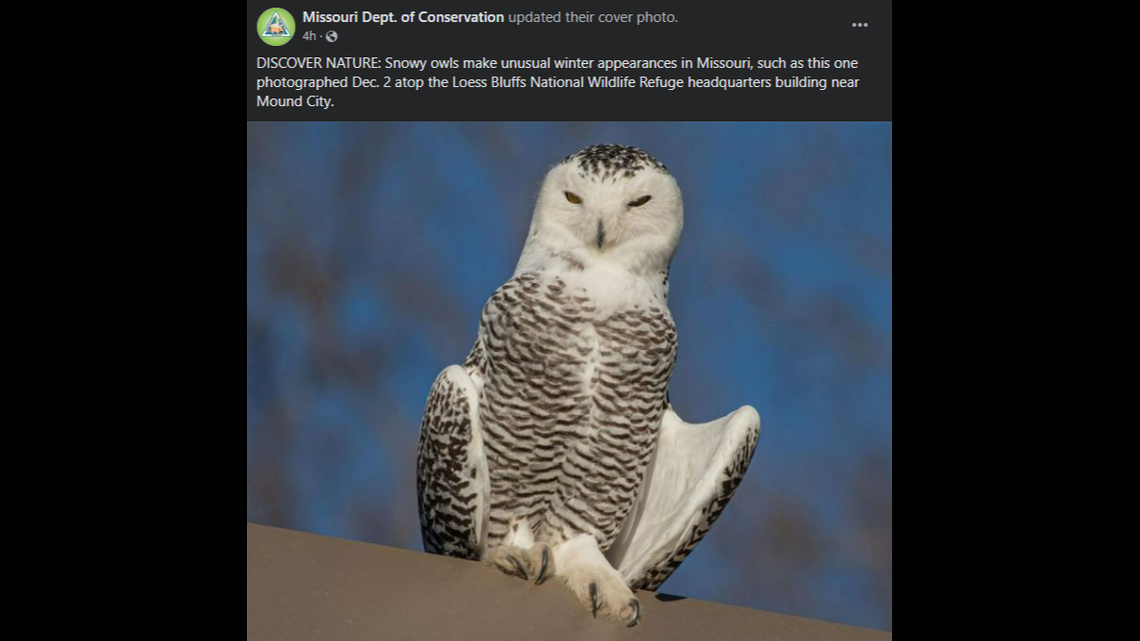 Snowy owls are making an “unusual winter appearance in Missouri,” wildlife officials say.