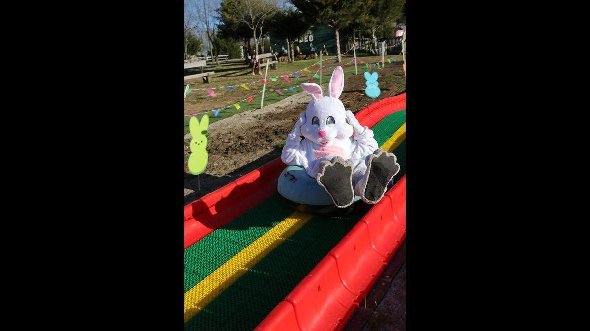 The Easter Bunny takes a ride on the tube slide at KC Wine Co.