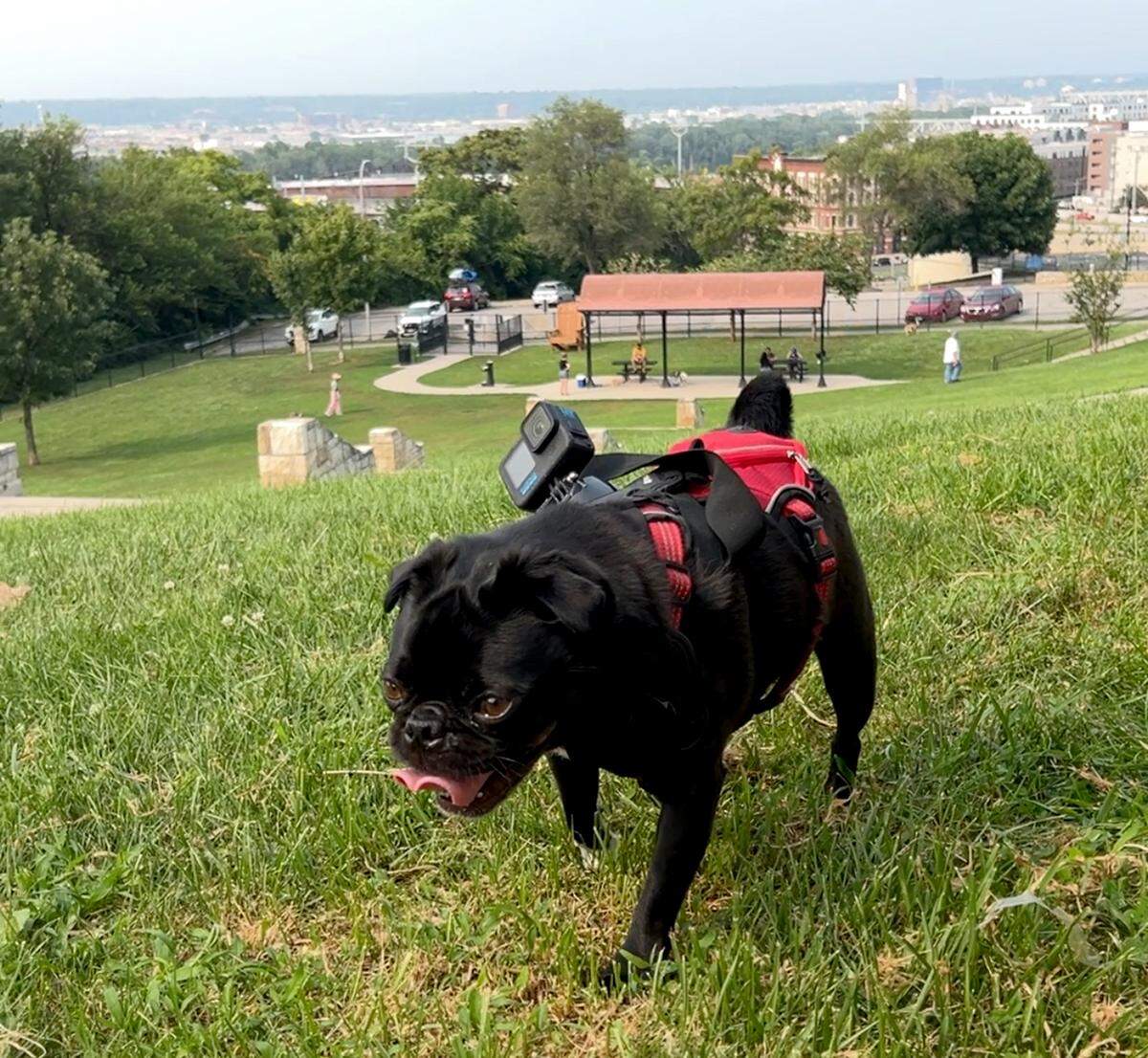Louie, a pug that belongs to Kansas City Star video producer, Monty Davis, takes a breath while sporting a GoPro after climbing to the highest point in West Terrace Dog Park on Quality Hill.