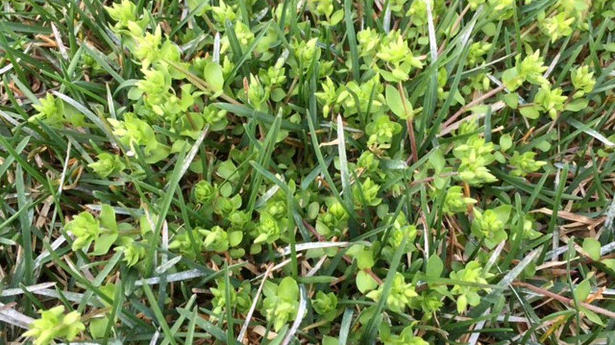 Chickweed 