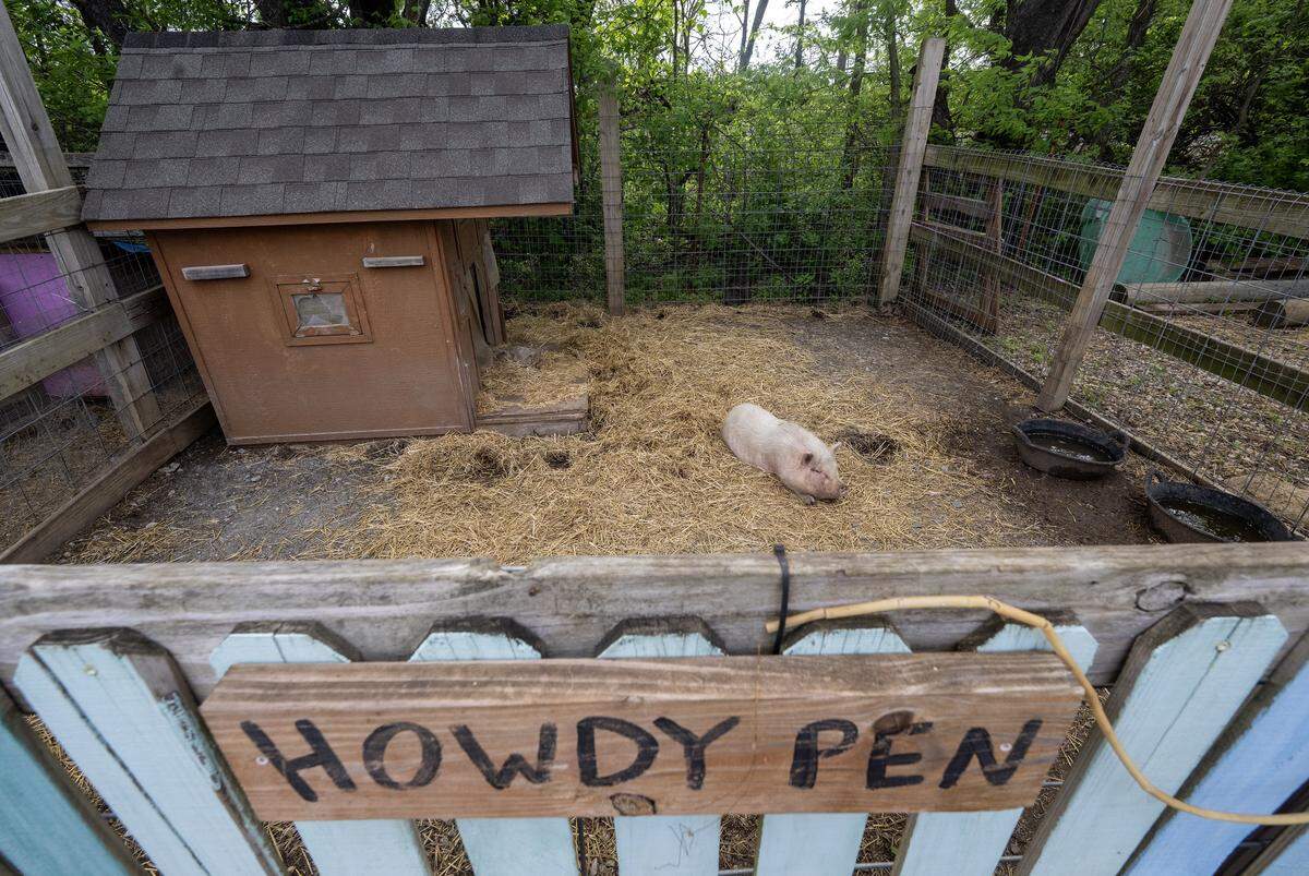 The Howdy Pen is available for pigs at KC Pig Rescue Network's Willeyville Farm in Cleveland, Missouri in Cass County. 