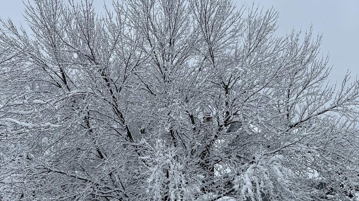 A surprisingly large number of people are craving winter days amid Kansas City’s summer heat.