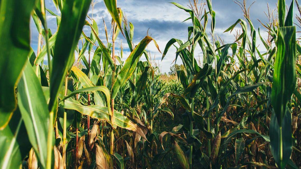 A worker was trying to clean out a grain silo before fall harvest when he was engulfed by corn, authorities said.