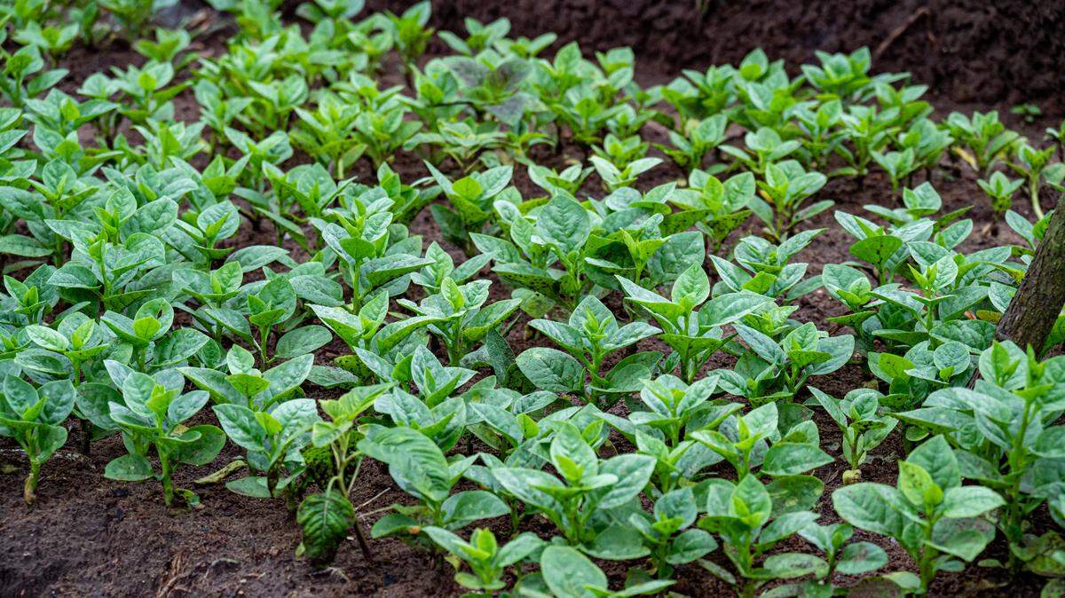 Plants growing in a garden.