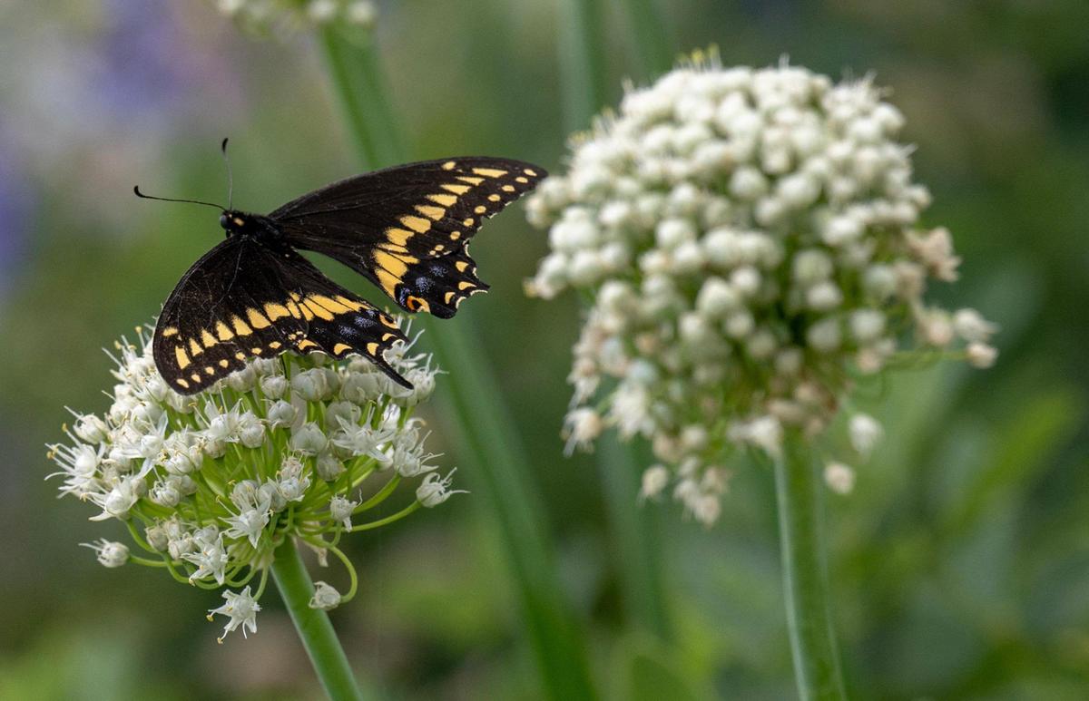 A butterfly fluttered around a stem of allium at Fern’s Farmette.