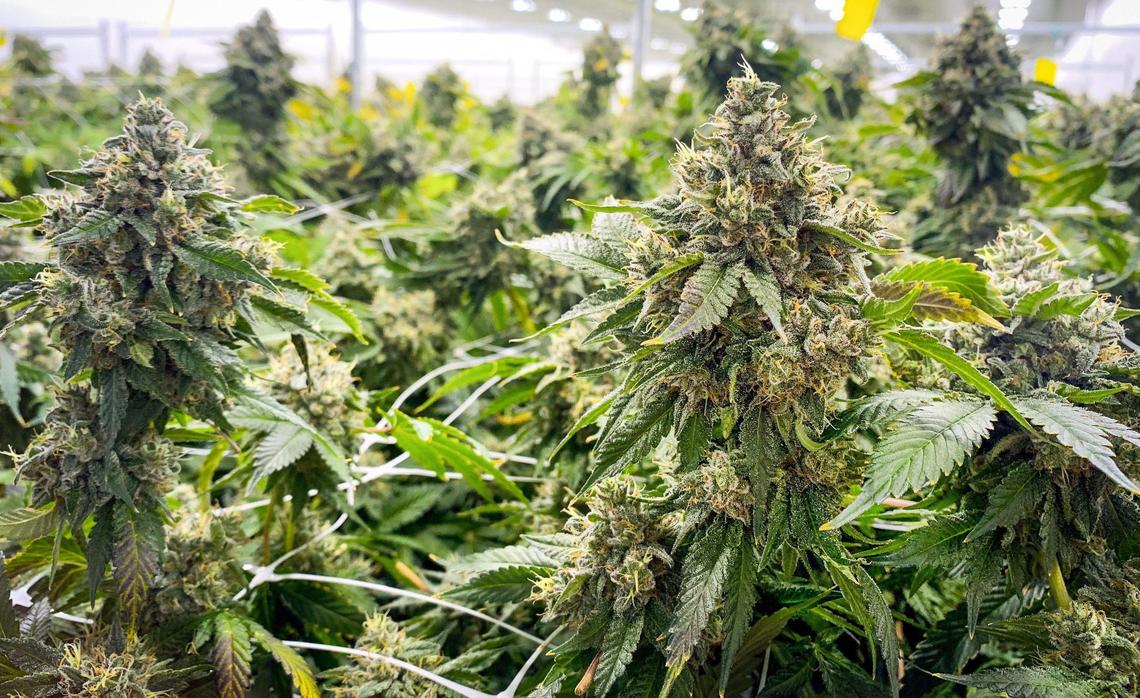 Marijuana plants, in one of the bloom rooms, are mature and will be harvested in early October.