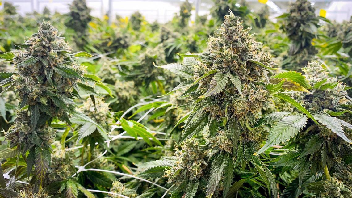 Police are working with prosecutors to file charges against a suspect in two break-ins at medical marijuana dispensaries in Kansas City.